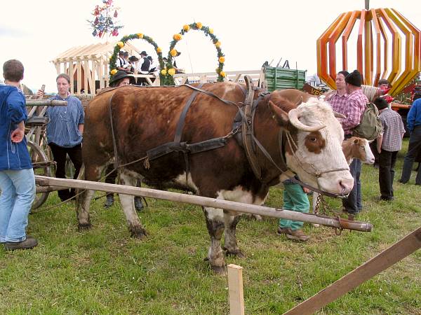 Der Umzug beim Trachtentreffen in Hardt