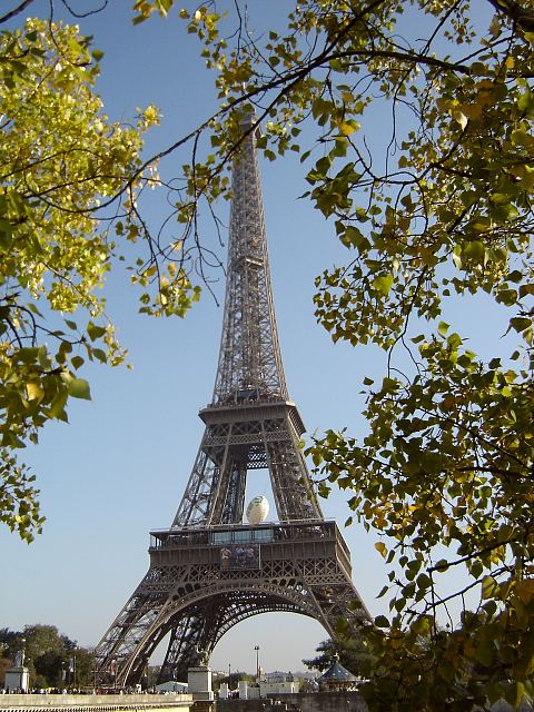 Notre Dame, Seine Bootsfahr, Eiffelturm