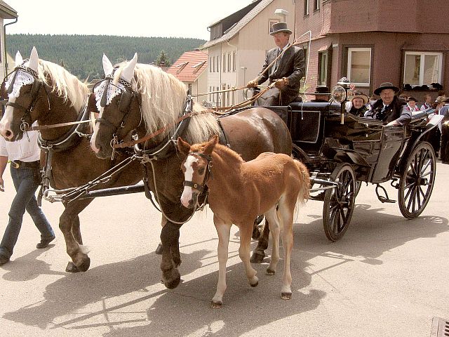 Die Gruppen 1..10 beim 54. Gautrachtentreffen