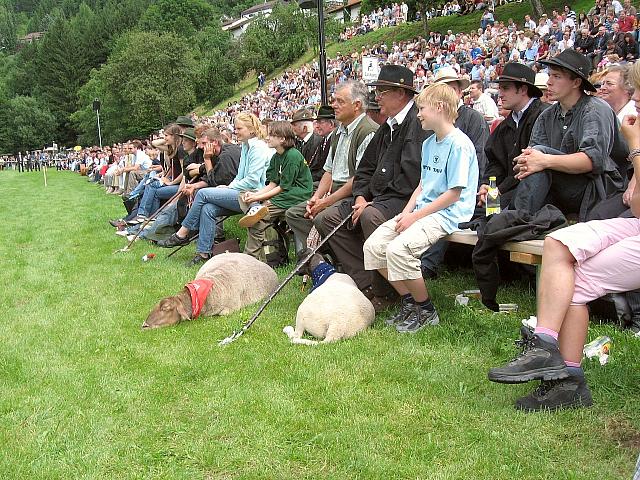 Die Schferlufe