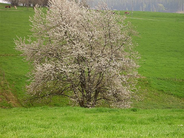 Maiwanderung nach Mnchweiler 