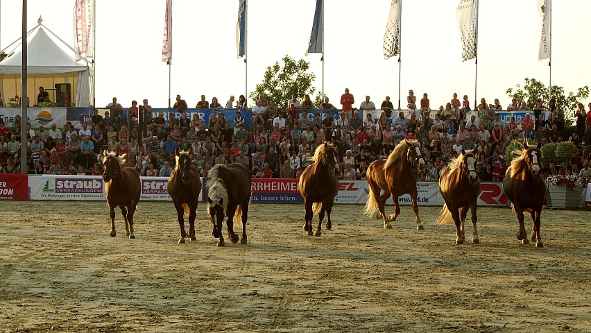 Reiterfest auf den Immenhfen 