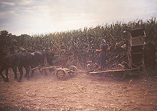 Amisch-People bei der Arbeit